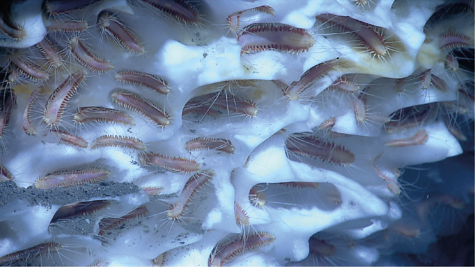 7.%20Iceworms_jkw