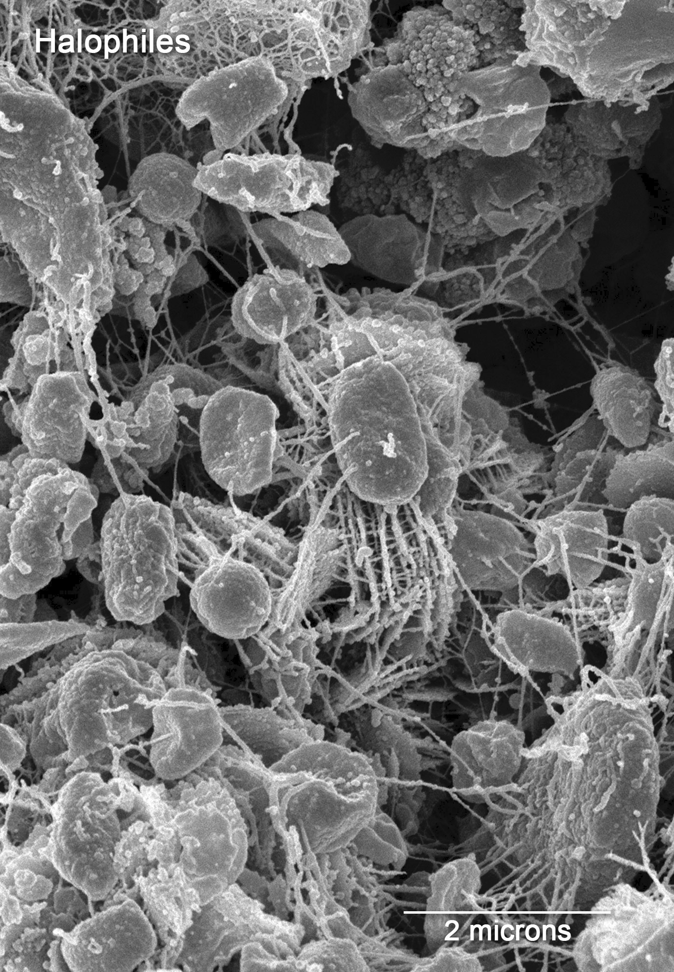 Halophile%20NASA%20cropped