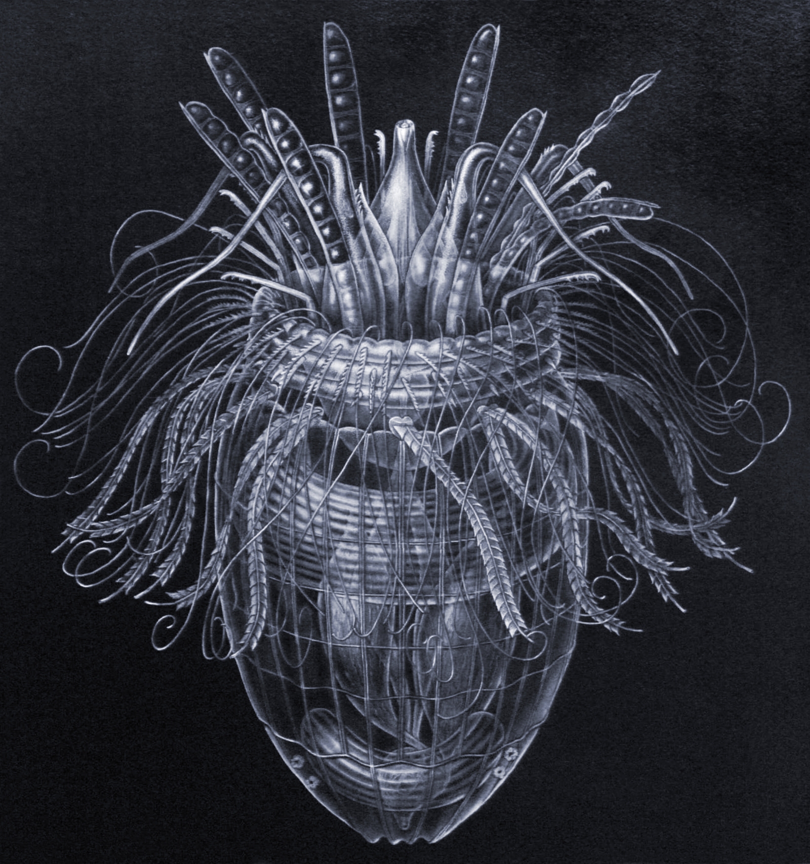 Pliciloricus_enigmatus