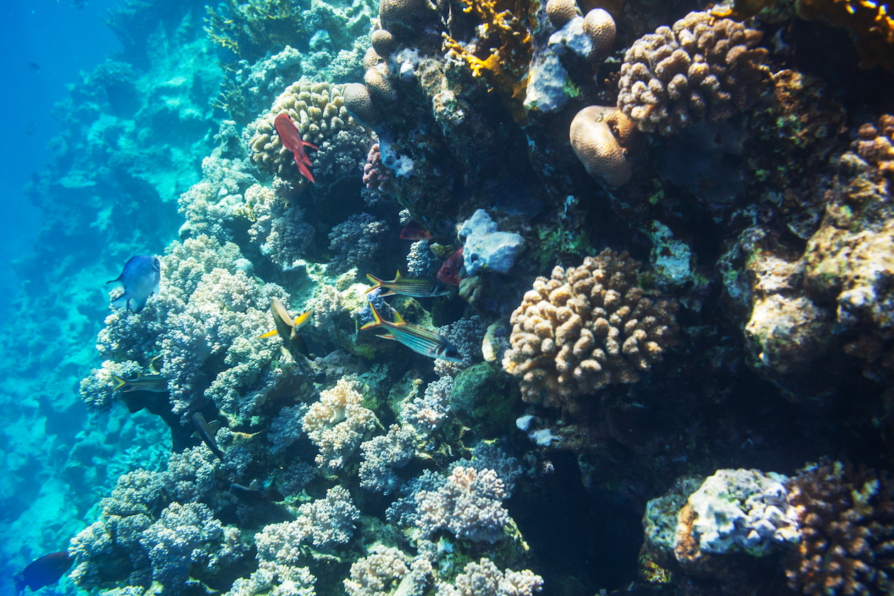 coral reef MBWD8ND%201260px
